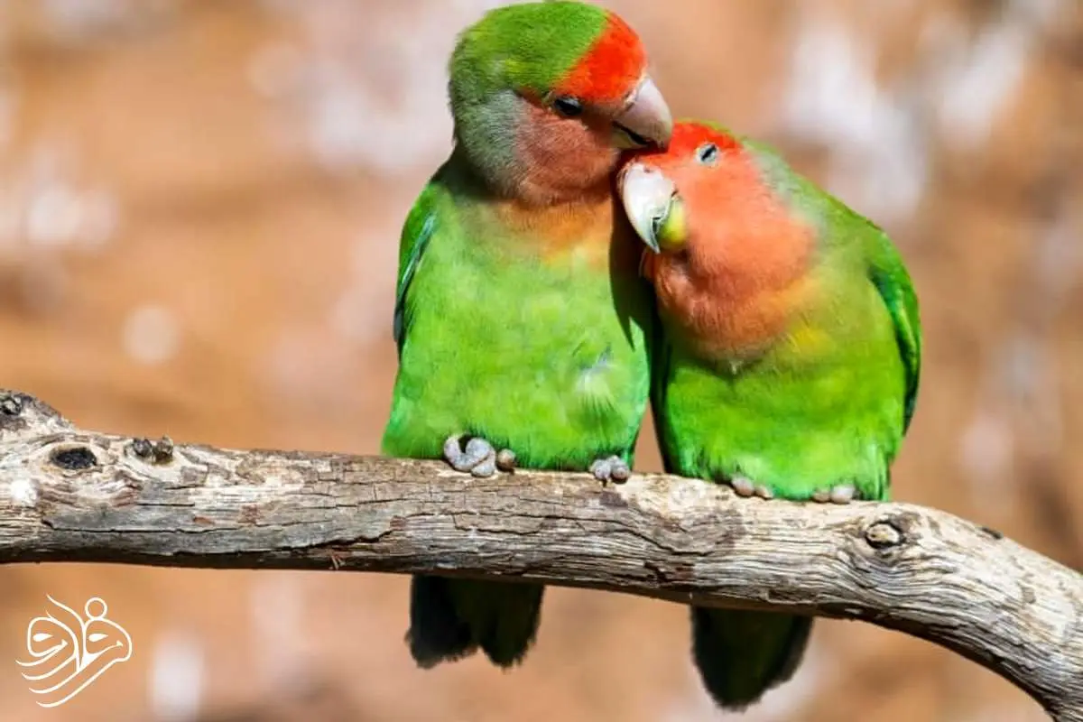 تب طوطی در پرندگان خانگی؛ این باکتری را جدی بگیرید