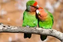 تب طوطی در پرندگان خانگی؛ این باکتری را جدی بگیرید