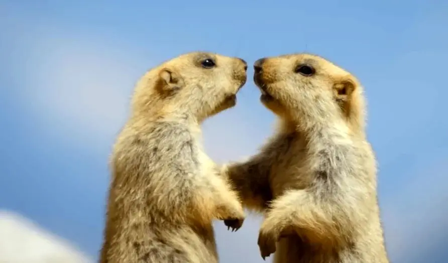 نبرد نفس‌گیر مارموت‌های هیمالیا برای بقا