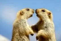 نبرد نفس‌گیر مارموت‌های هیمالیا برای بقا