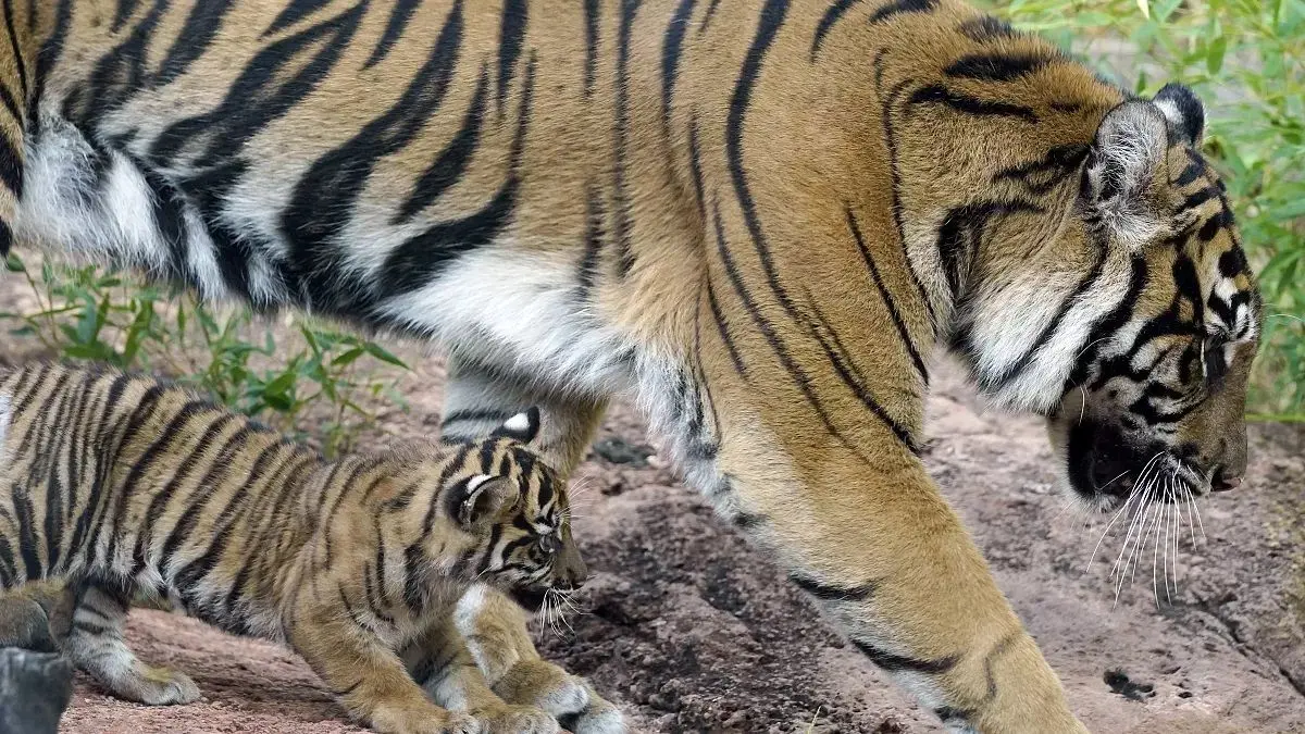 تولد دو توله ببر نادر آمور