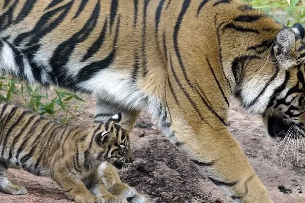 تولد دو توله ببر نادر آمور