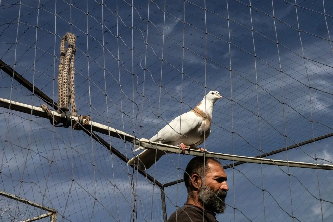 تصاویر؛ کبوترفروشان حاشیه اتوبان آزادگان