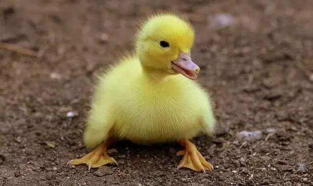 حواصیل یک جوجه اردک نگون‌بخت را دزدید