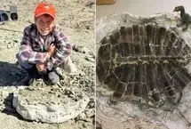 کشف فسیل 50 میلیون ساله لاک پشت توسط یک پسر 11 ساله