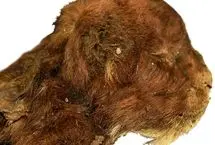 کشف یک بچه ببر ۳۵ هزار ساله با پوست و پنجه‌های سالم 