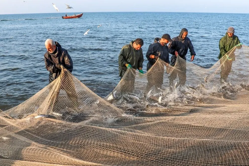 تصاویر؛ صید پره؛ سنت دیرین صیادان خزر
