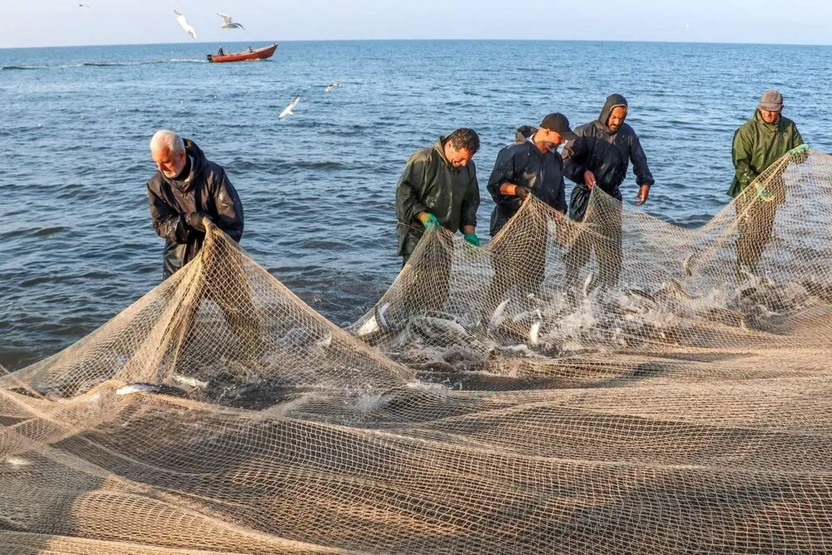 تصاویر؛ صید پره؛ سنت دیرین صیادان خزر
