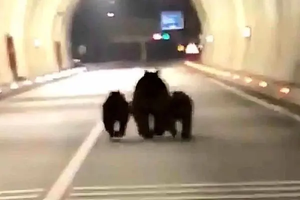 ثبت تصاویر کم‌نظیر از سه خرس در تونل ۱۱۰۰ متری