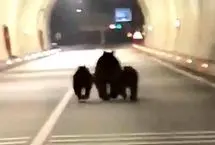 ثبت تصاویر کم‌نظیر از سه خرس در تونل ۱۱۰۰ متری