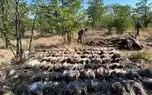 ببینید؛ مرگ دستهجمعی کرکسها در پارک ملی کروگر ببینید؛ مرگ دستهجمعی کرکسها در پارک ملی کروگر