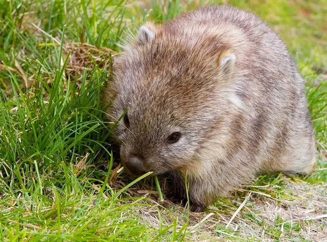 این جانور از مدفوعش برای دوستیابی استفاده می کند!