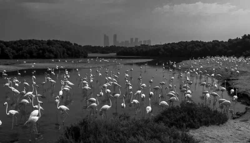 تصاویر حیات وحش ۲۰۲۵