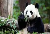 ژاپن برای اولین بار در ۵۰ سال اخیر بدون پاندا خواهد بود
