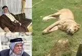 یک شیر در شهر کوفه صاحبش را درید