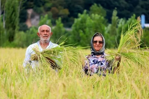 تصاویر؛ برداشت مکانیزه برنج در سوادکوه