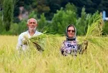  تصاویر؛ برداشت مکانیزه برنج در سوادکوه