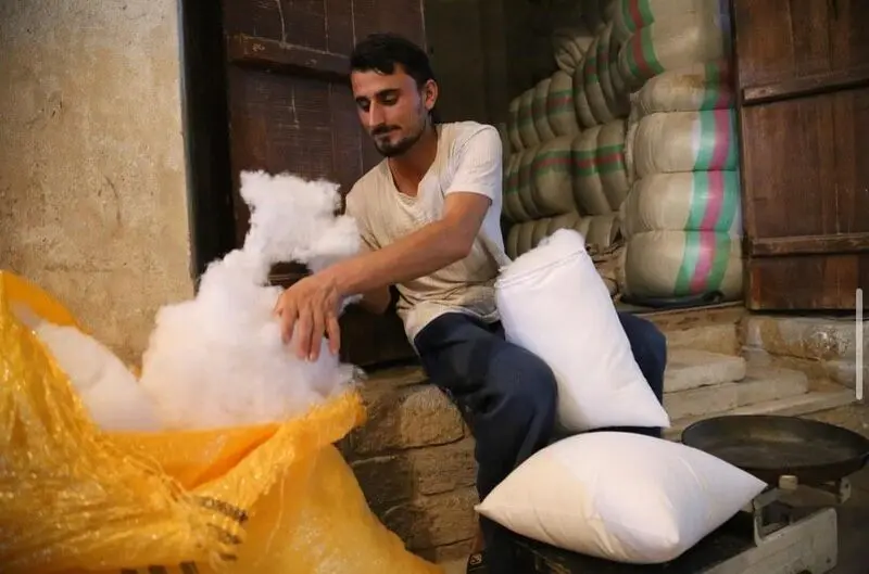 بوشهر
