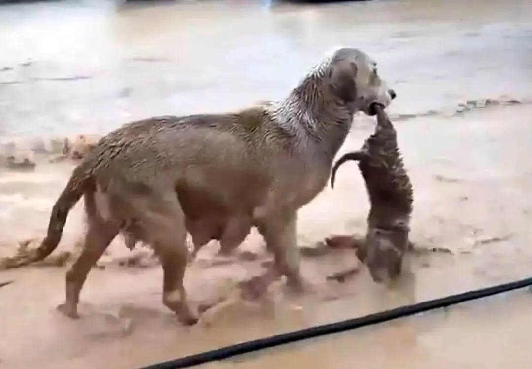 سگ مادر توله‌اش را از میان سیلاب نجات داد