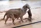 یک سگ توله‌اش را از سیل نجات داد