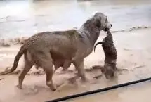 سگ مادر توله‌اش را از میان سیلاب نجات داد