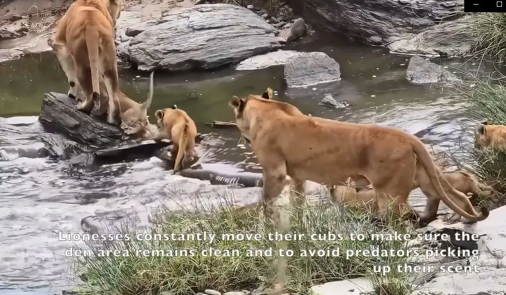 اولین عبور توله‌شیرها از رودخانه؛ درسی از غریزه مادری در حیات‌وحش
