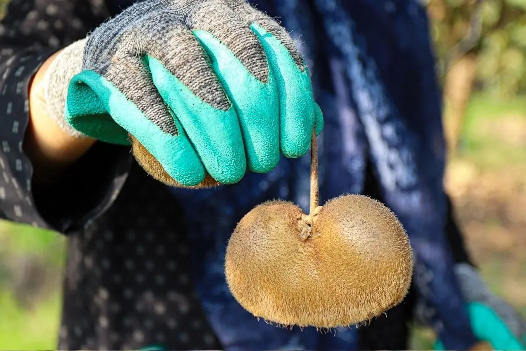 تصاویر؛ برداشت کیوی صادراتی در گیلان