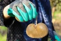 تصاویر؛ برداشت کیوی صادراتی در گیلان