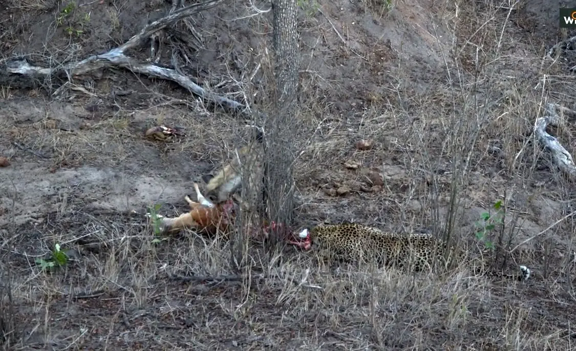 صحنه‌ای دیدنی از حیات‌وحش آفریقا: نبرد برای بقا با پایانی غافلگیرکننده