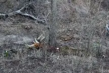 صحنه‌ای دیدنی از حیات‌وحش آفریقا: نبرد برای بقا با پایانی غافلگیرکننده