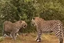 حمله کفتار به توله پلنگ روی درخت 
