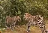 حمله کفتار به توله پلنگ روی درخت 
