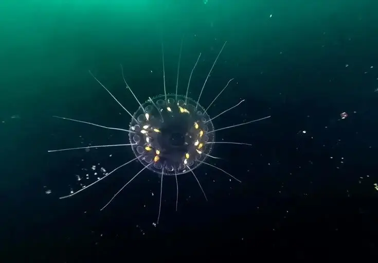 شانه‌داران؛ دایناسورهای ژلاتینی با ظاهری فضایی!