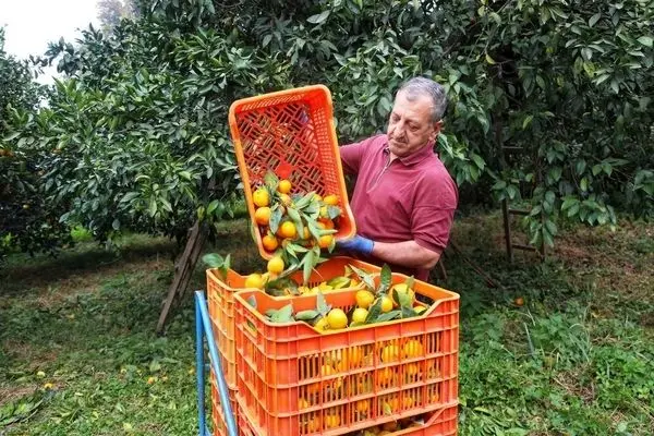 تصاویر؛ آغاز برداشت مرکبات در سوادکوه