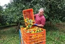 تصاویر؛ آغاز برداشت مرکبات در سوادکوه