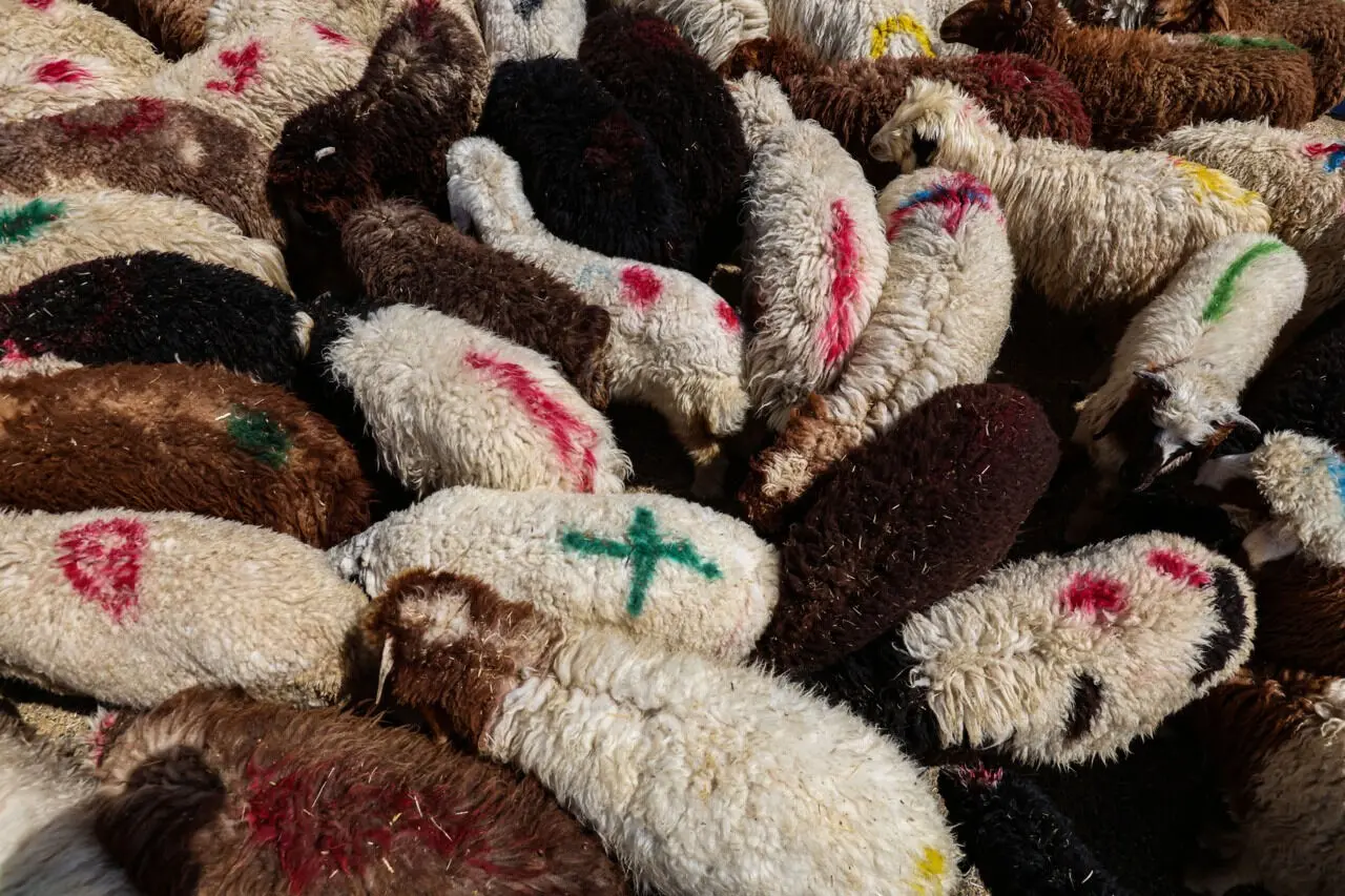 تصاویر؛ ذبح ایمن گوسفندان در روز عید قربان