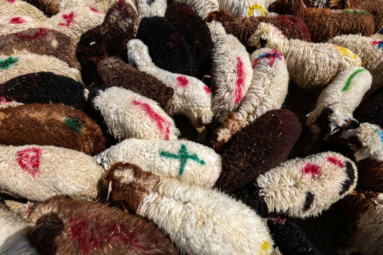 تصاویر؛ ذبح ایمن گوسفندان در روز عید قربان