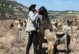 داستان یک پنیرساز محلی در خط مقدم جنگ در جنوب لبنان