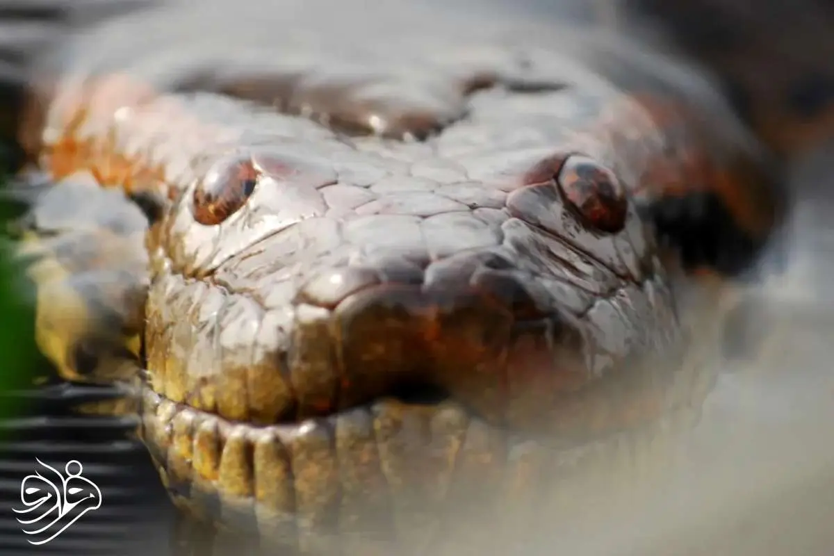 این آناکوندا ۱۲ میلیون سال هیچ تغییری نکرده است!