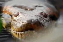 این آناکوندا ۱۲ میلیون سال هیچ تغییری نکرده است!