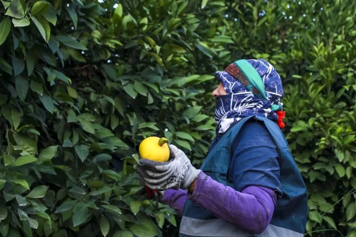 تصاویر؛ برداشت نارنگی از باغات هاشم‌آباد گرگان