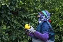 تصاویر؛ برداشت نارنگی از باغات هاشم‌آباد گرگان