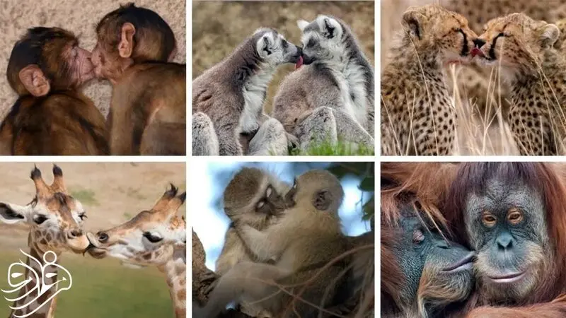 بوسه حیوانات
