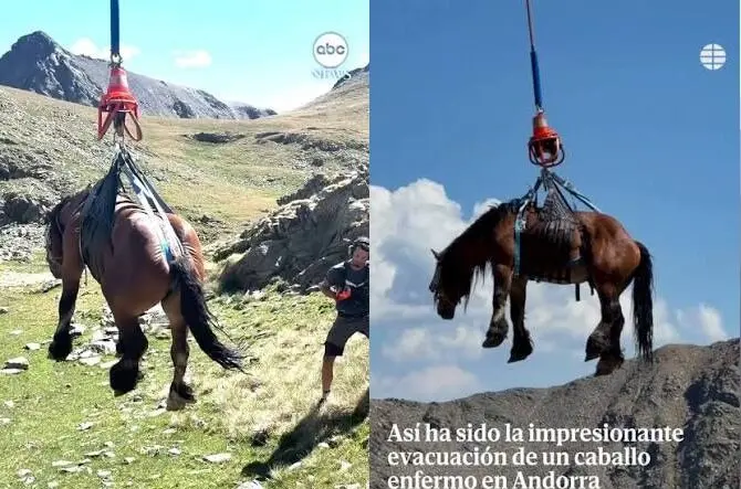 نجات هوایی یک اسب زخمی با بالگرد