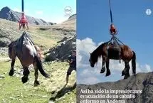 نجات هوایی یک اسب زخمی با بالگرد
