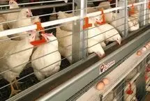 هشدار دامپزشکی درباره شیوع آنفولانزای فوق‌حاد پرندگان