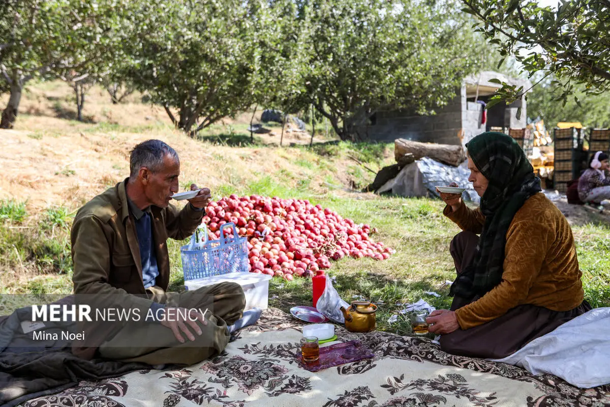 گالری