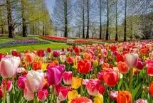 تفال به حافظ دوشنبه 12 خرداد 1404؛ گر ز دست زلف مشکینت خطایی رفت رفت....