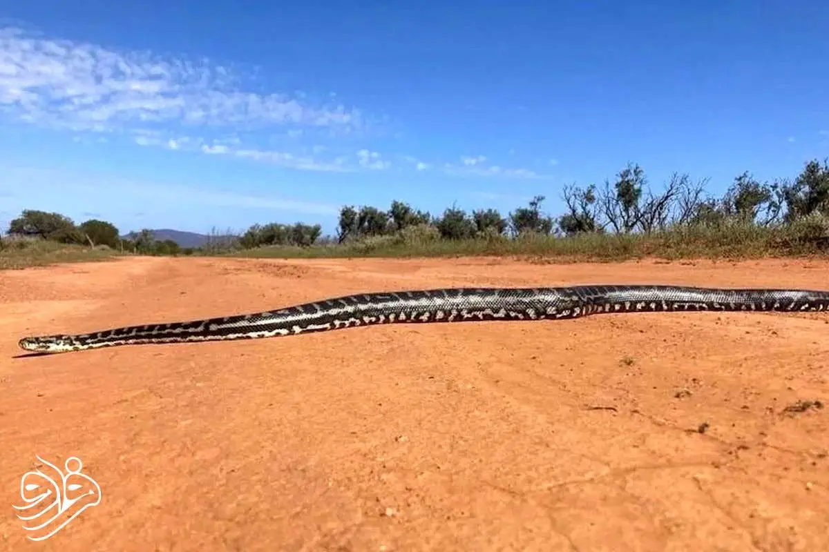 تصویر استثنایی مار پیتون ۳ متری در دل طبیعت