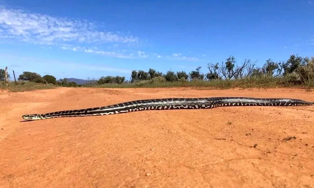 تصویر استثنایی مار پیتون ۳ متری در دل طبیعت